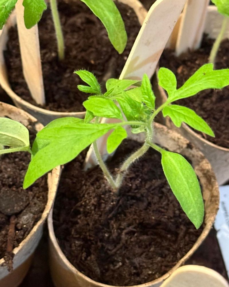 Plant Warm Season Vegetables At The Right Time