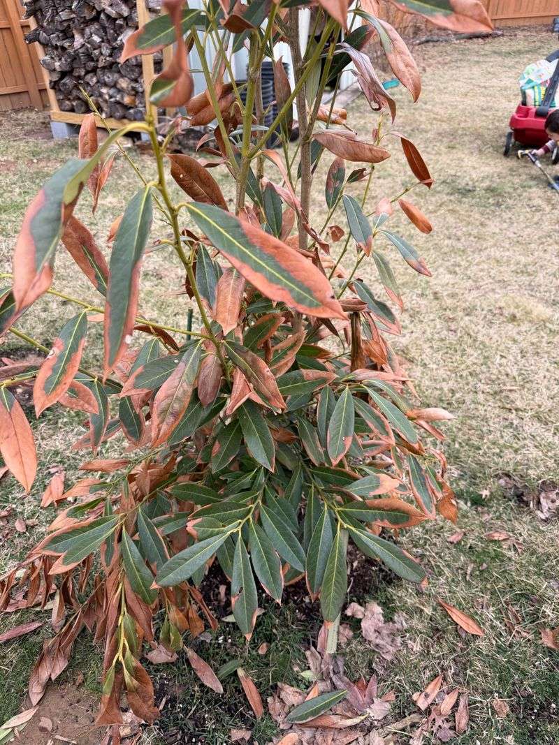 Prune Winter-Damaged Plants