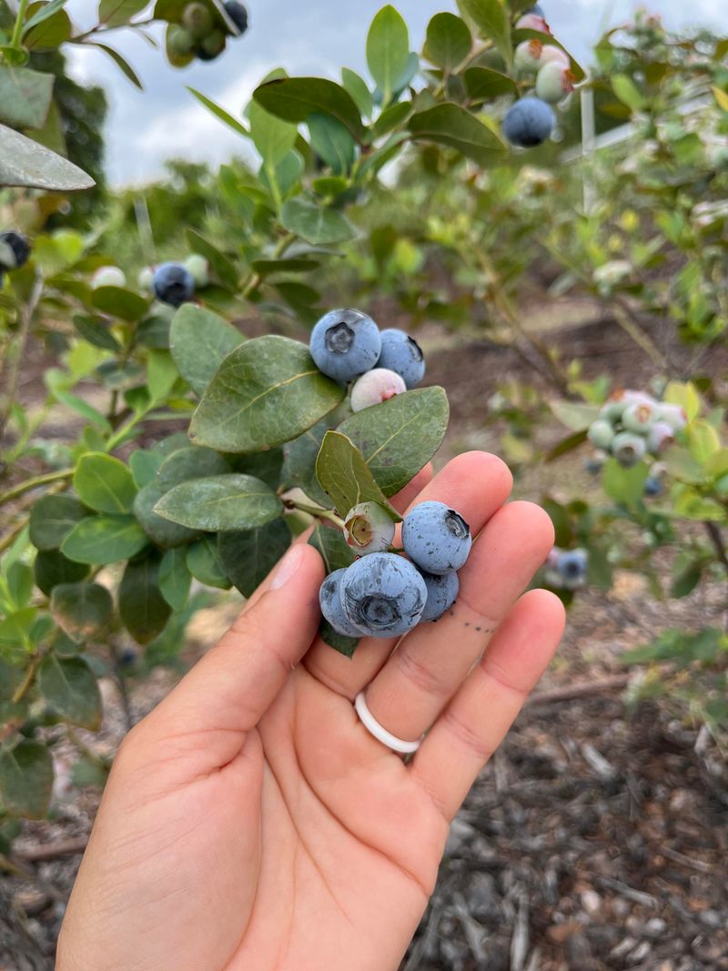 Avoid Lime Near Your Blueberry Beds