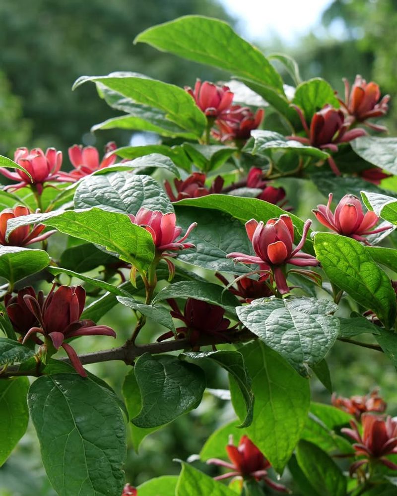 Carolina Allspice Has A Spicy Fruity Clove Like Aroma