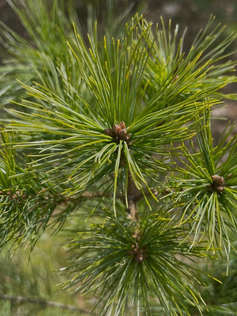 Eastern White Pine