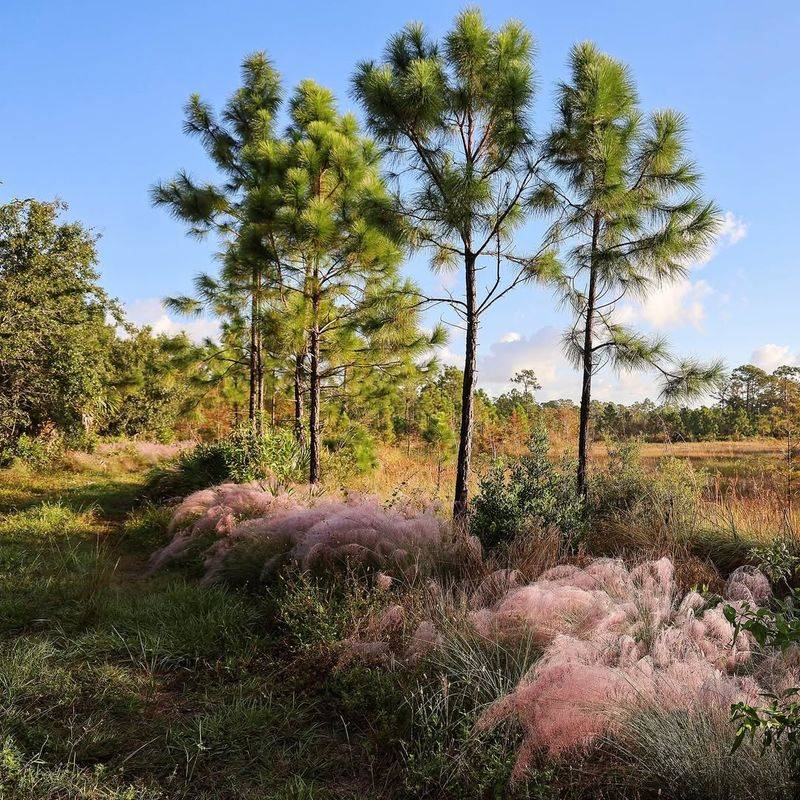 Muhly Grass Adapts Surprisingly Well To Open Pine Shade