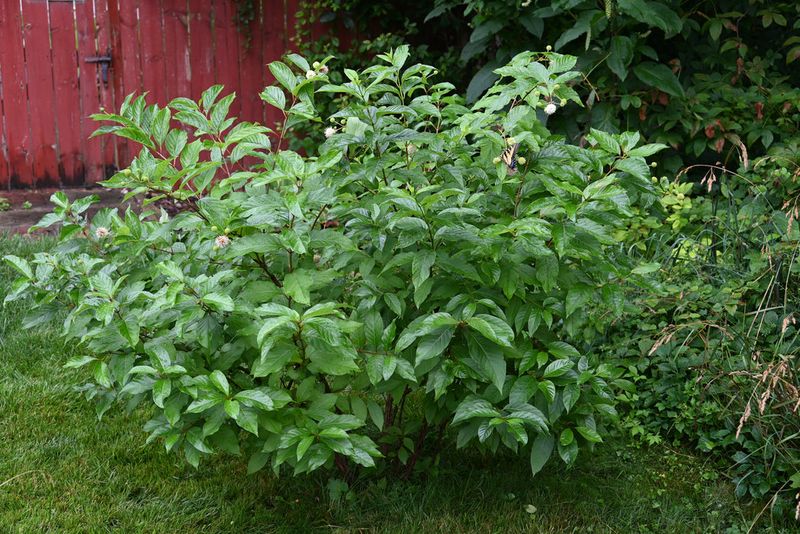 Buttonbush Thrives In Moist Backyards And Attracts Pollinators