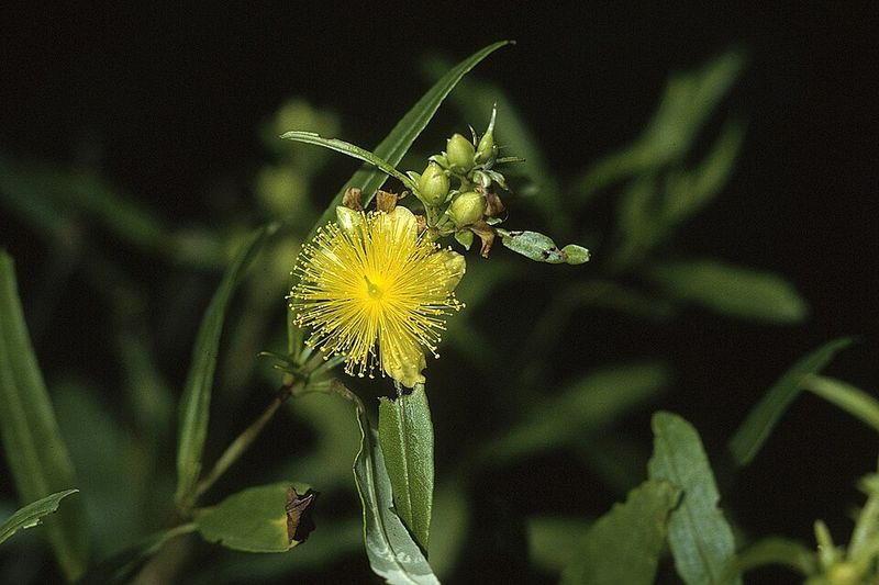 Bushy St. John's Wort Brings Yellow Blooms And Buzzing Pollinators