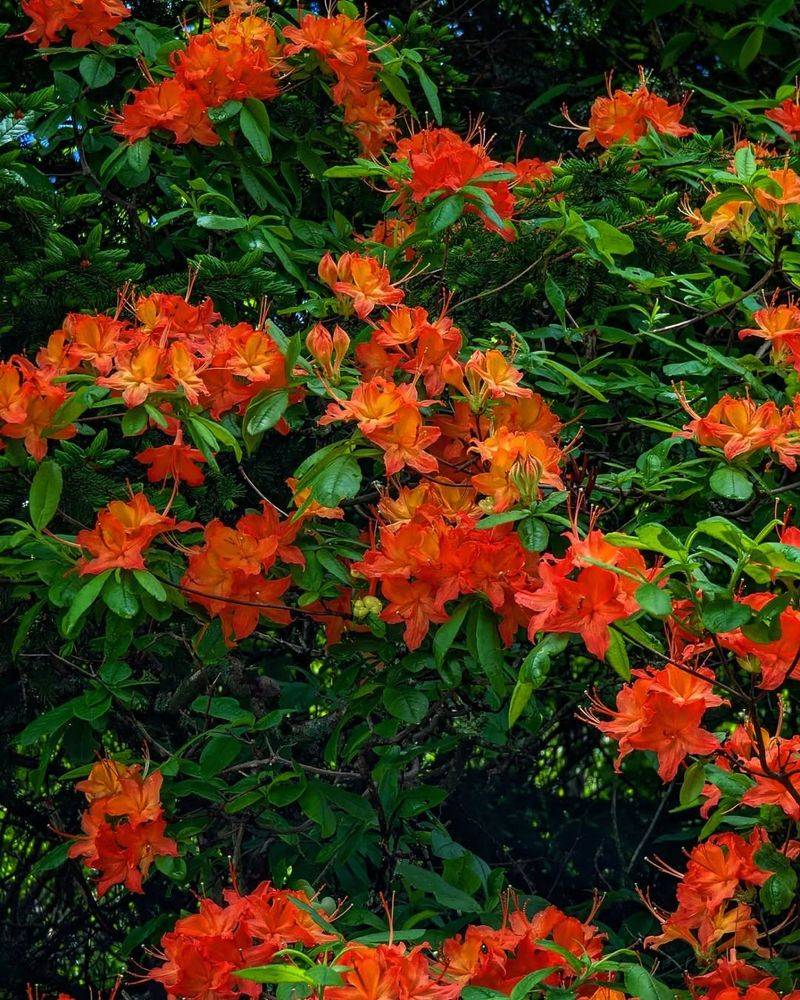 Native Azaleas, However, Hold Blooms On Last Year's Buds