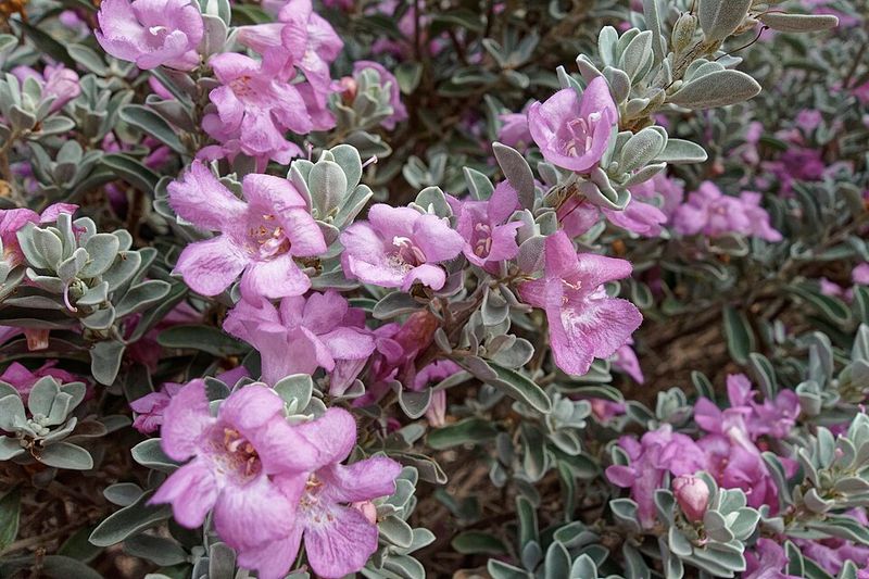 Texas Sage Adds Silver Leaves And Purple Color