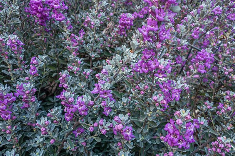 Texas Sage Thrives In Heat And Blooms Purple