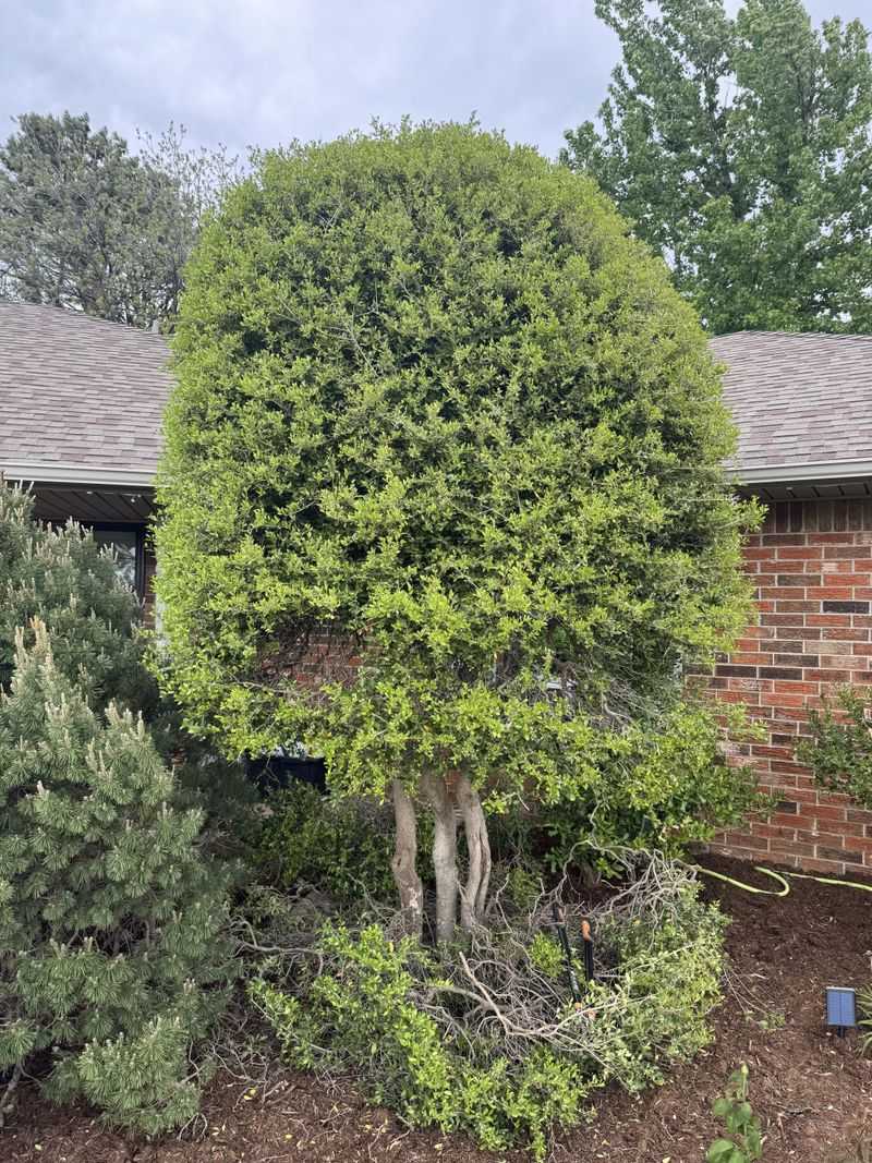 Yaupon Holly Tolerates Pruning Before Spring Growth Begins