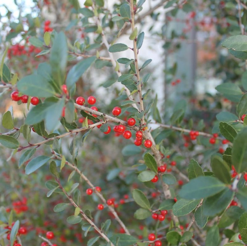 Yaupon Holly That Stays Green And Gorgeous Through Dry Spells