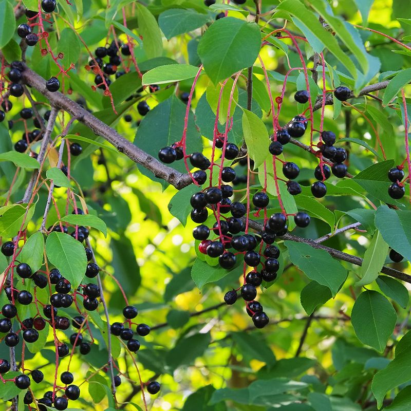 Black Cherry (Prunus Serotina)