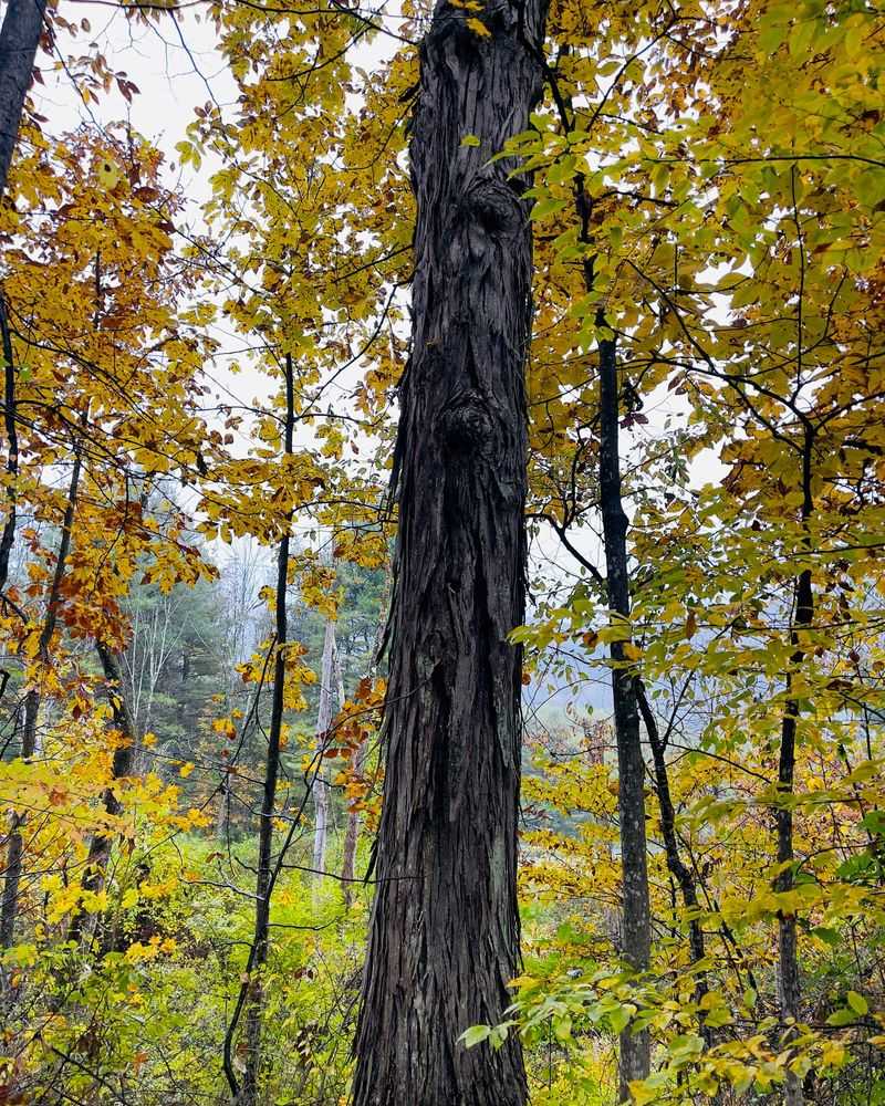 Shagbark Hickory Creates Deep Shade Beneath Its Tall Branches