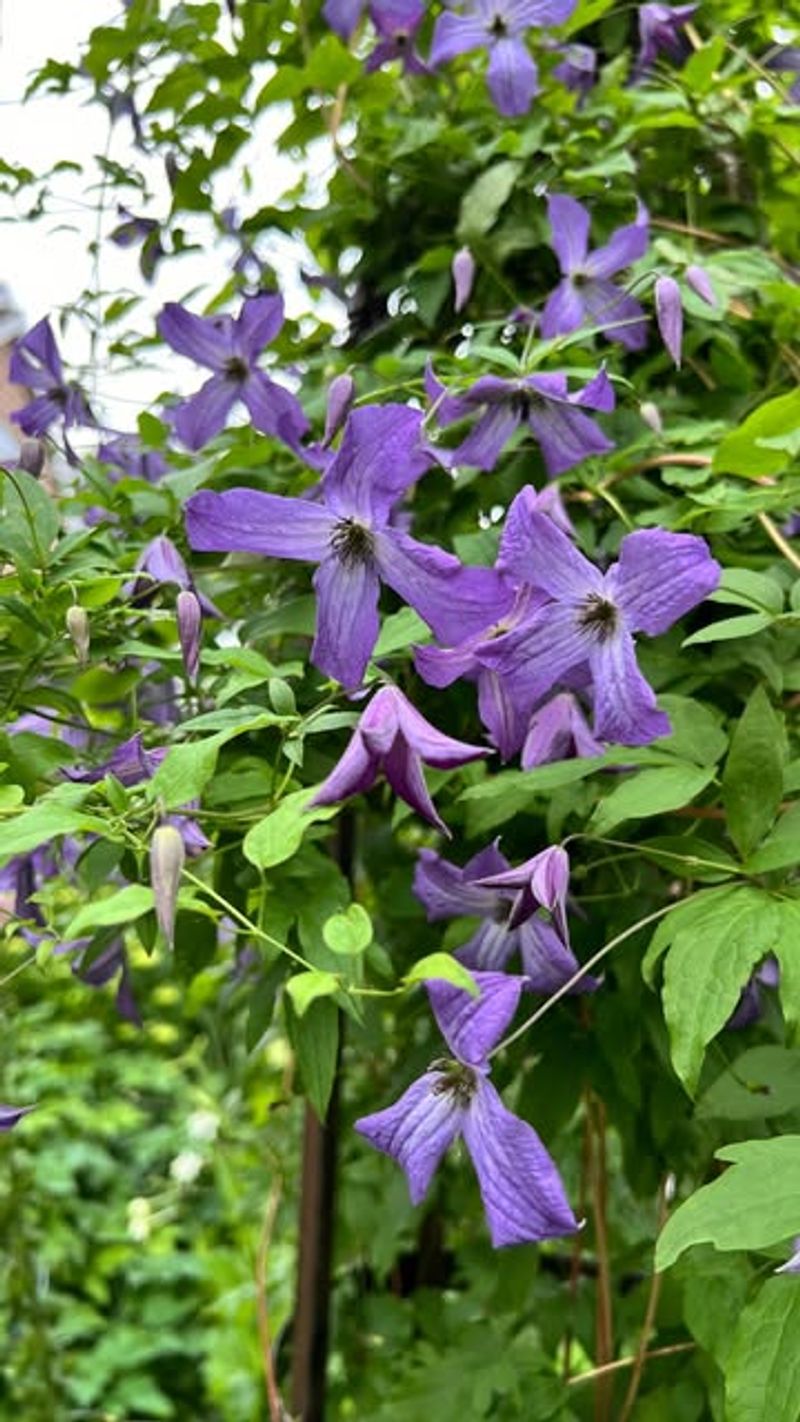 Purple Clematis