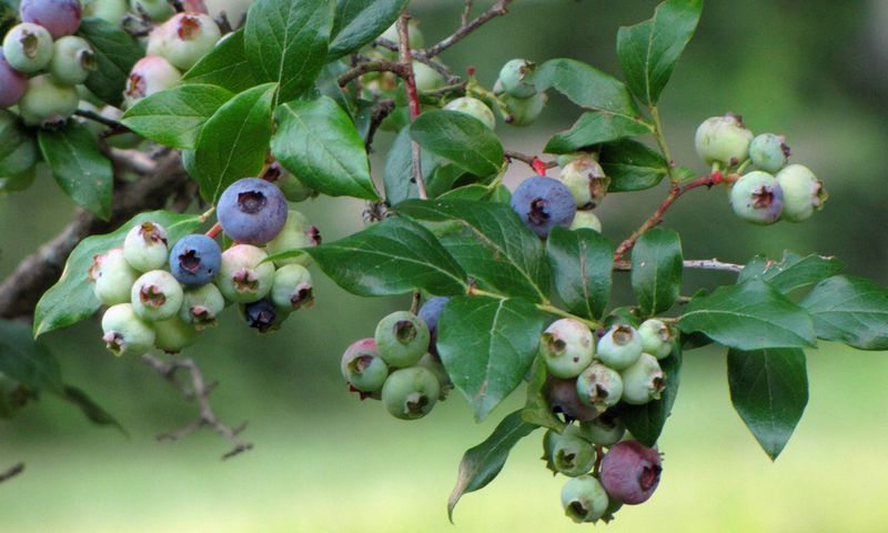 Highbush Blueberry