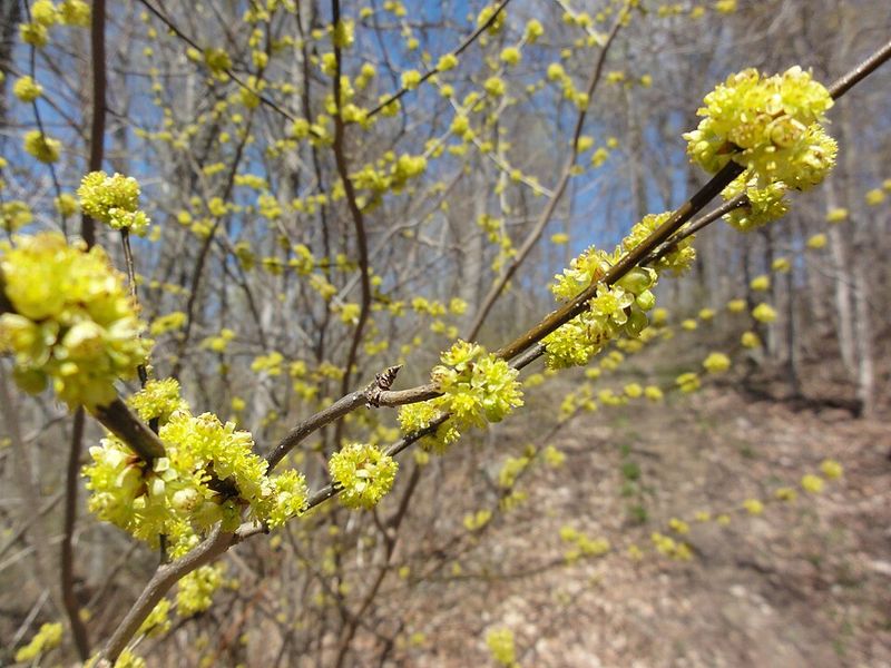 Spicebush Blooms Early And Feeds Birds With Its Bright Berries
