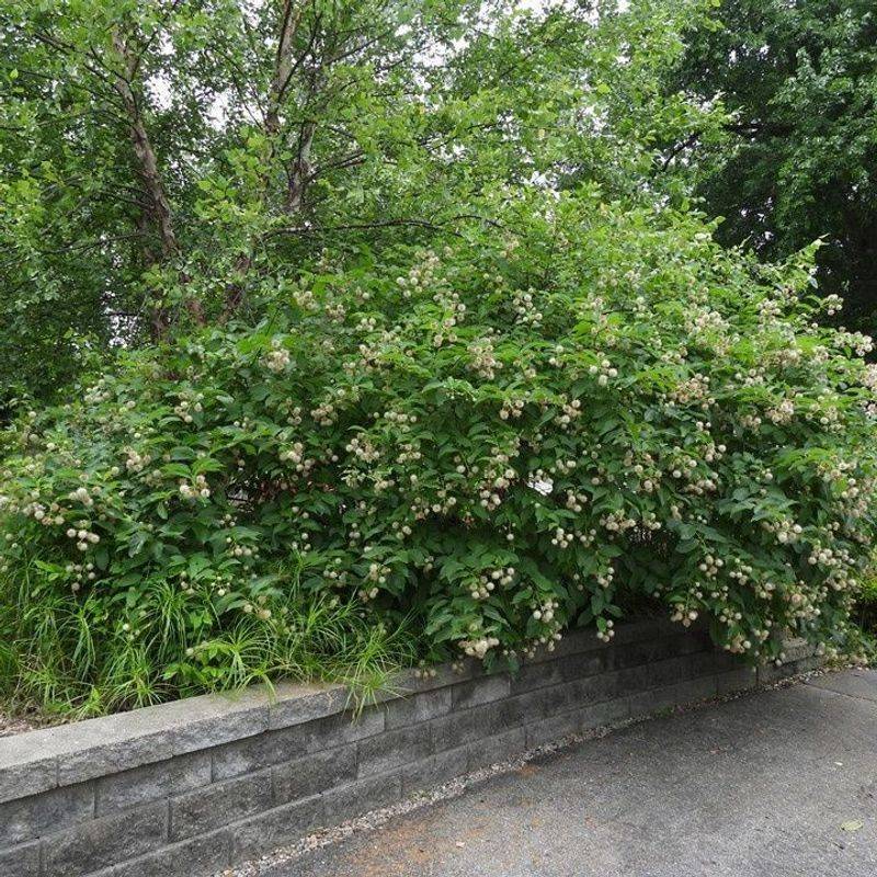 Buttonbush Grows Stronger After Early Spring Pruning