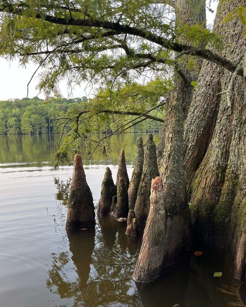 Bald Cypress