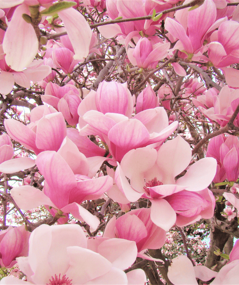 Saucer Magnolia (Magnolia X Soulangeana)