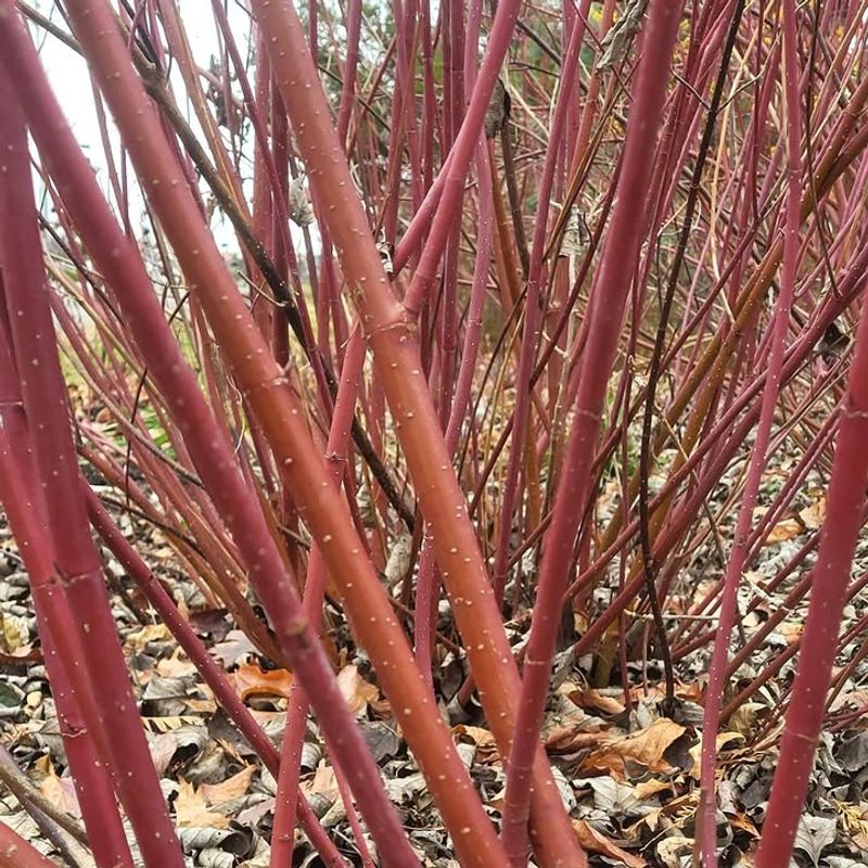 Red Osier Dogwood Makes A Busy Yard Feel Safer For Birds