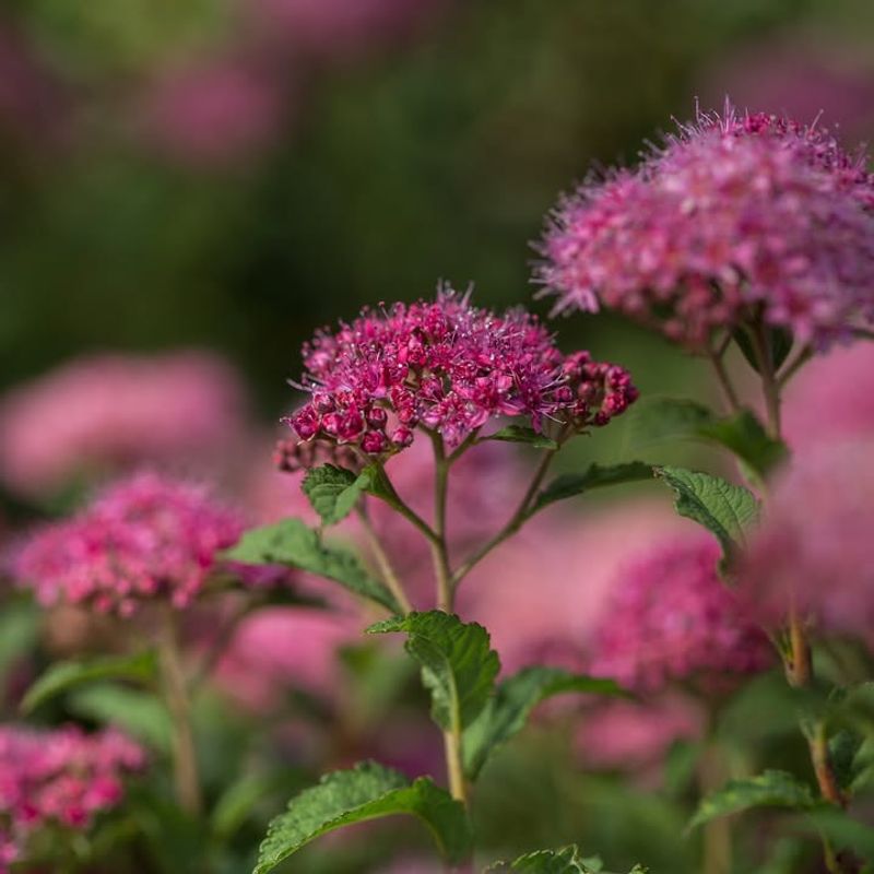 Spirea