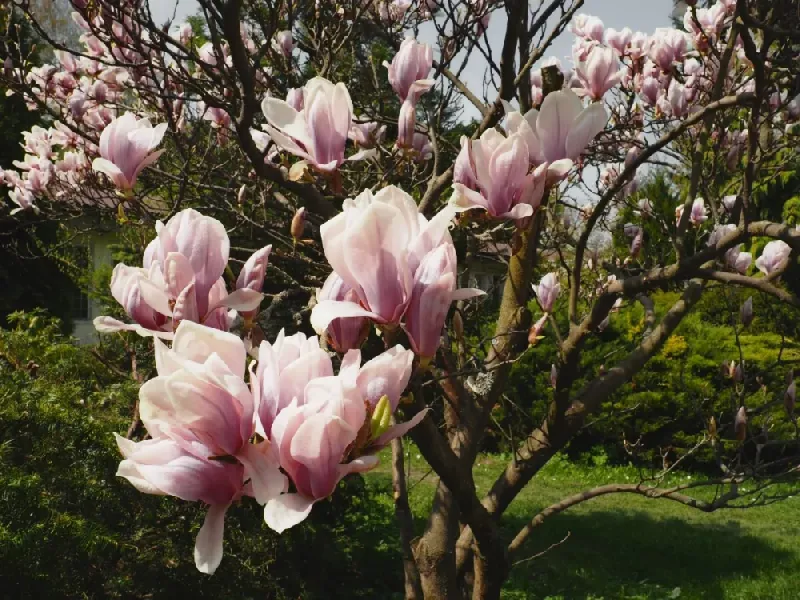 Saucer Magnolia