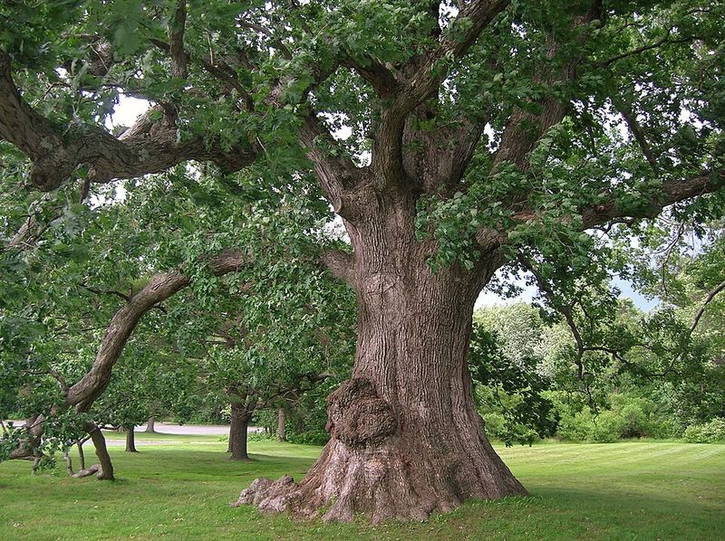 White Oak Supports Insects And Nearby Nest Spots