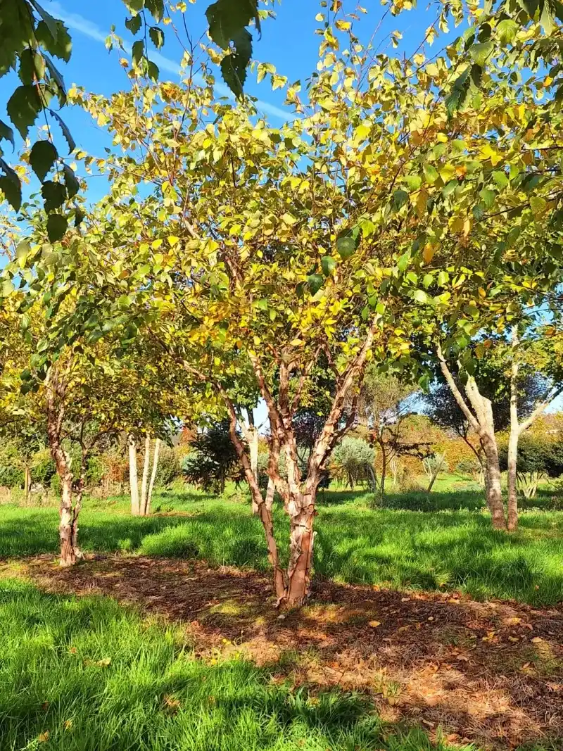 River Birch Performs Well With Consistent Moisture Early On