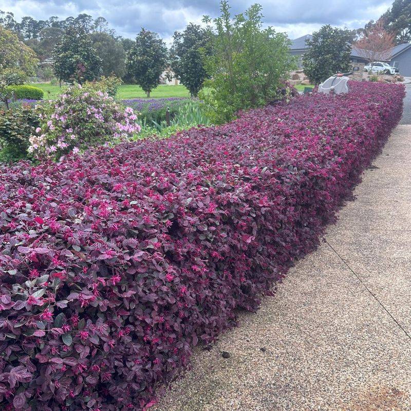 Loropetalum Creates A Colorful And Compact Privacy Barrier