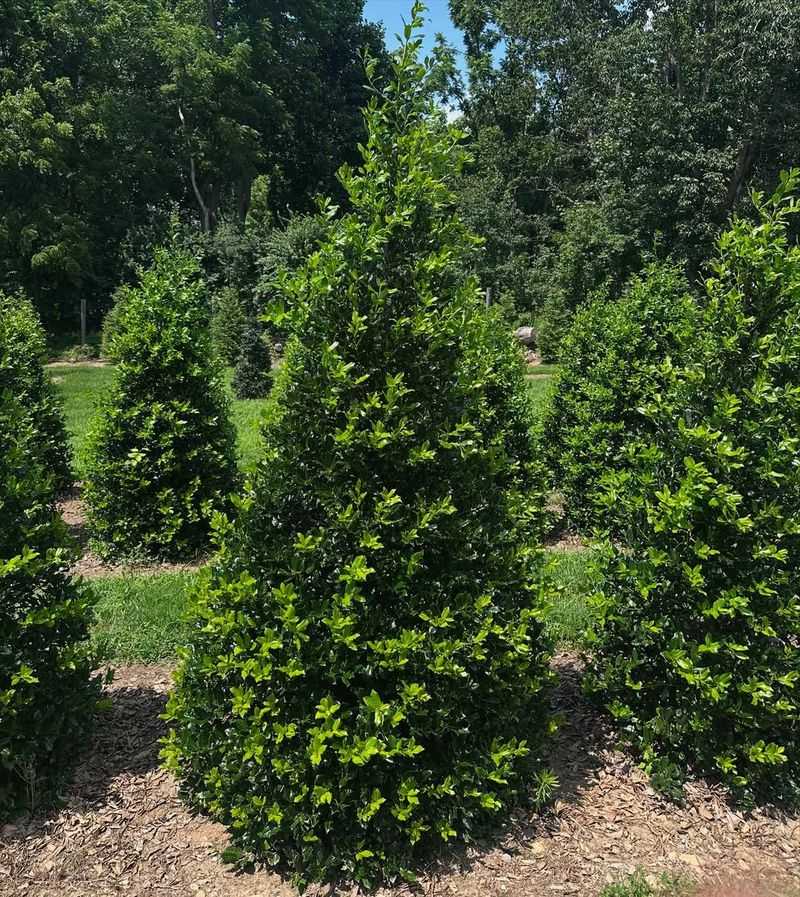 Nellie R Stevens Holly Fills In Quickly And Makes A Strong Living Screen