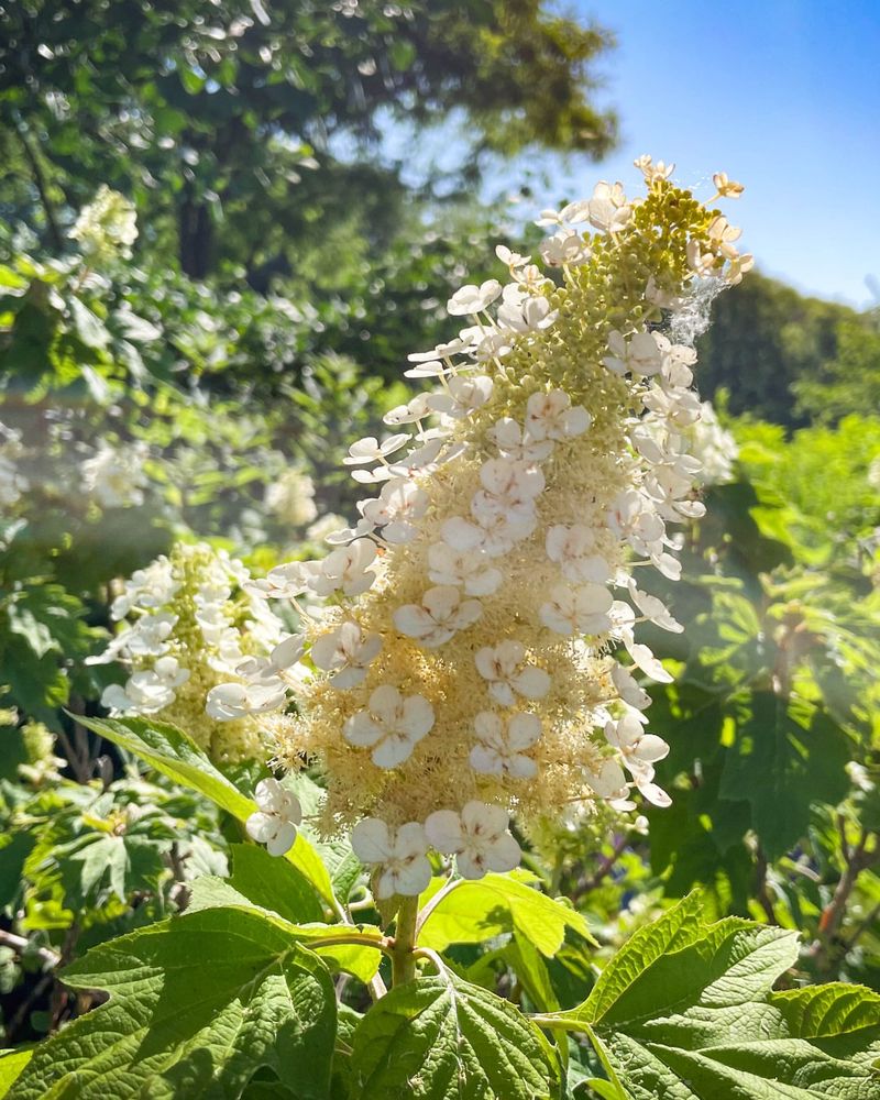 Oakleaf Hydrangea (Hydrangea Quercifolia)