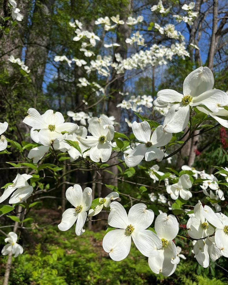 Flowering Dogwood