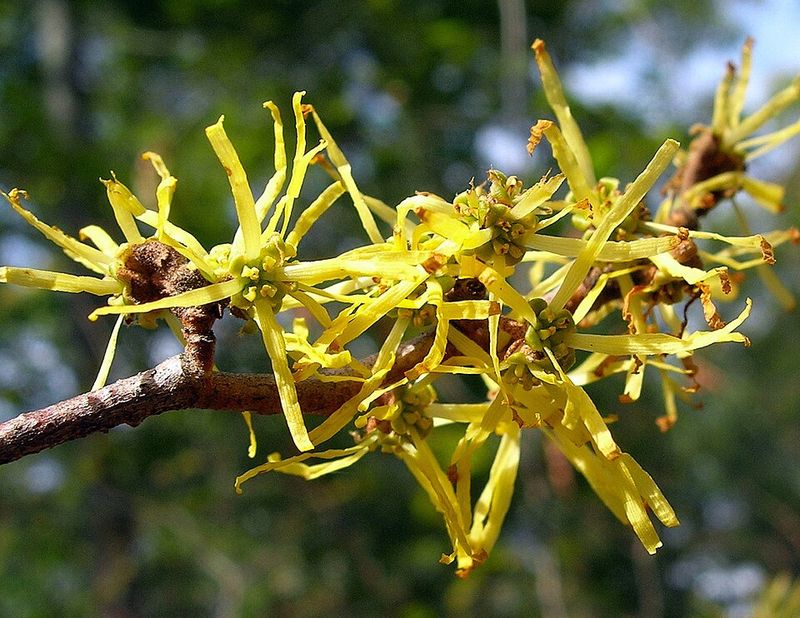 Witch Hazel Blooms When Winter Is Fading