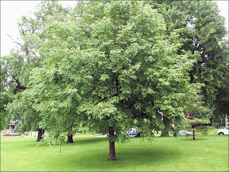 Eastern Hophornbeam Handles Tough Spots With Quiet Style