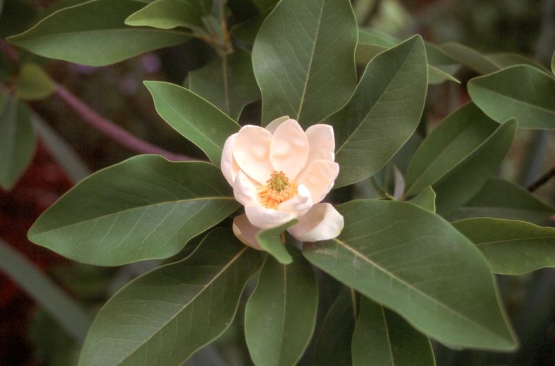 Sweetbay Magnolia (Magnolia Virginiana)