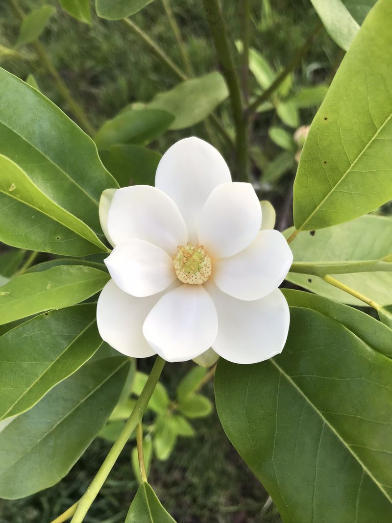 Sweetbay Magnolia (Magnolia virginiana)