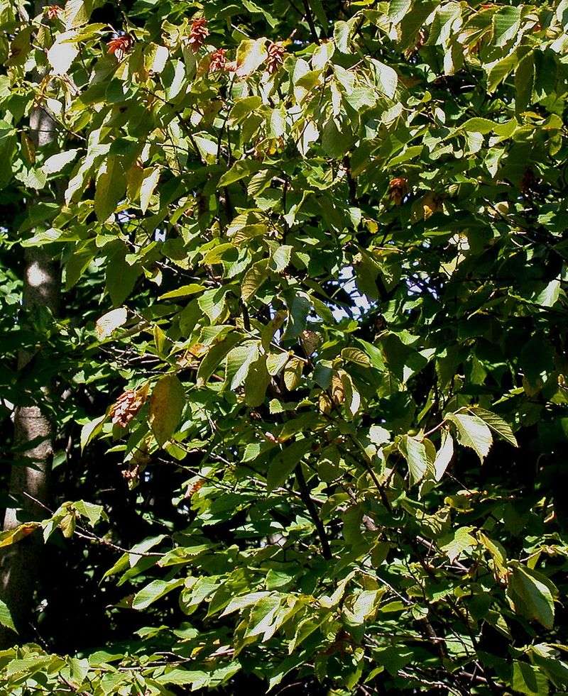 Eastern Hophornbeam Is The Quiet Native Tree More Yards Should Have