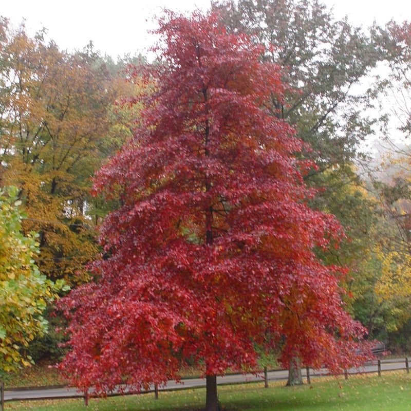 Black Gum Brings Brilliant Fall Color And Wildlife Value