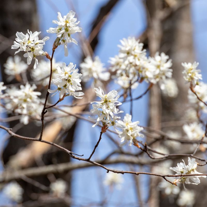 Serviceberry Blooms Later In Northern Inland Areas