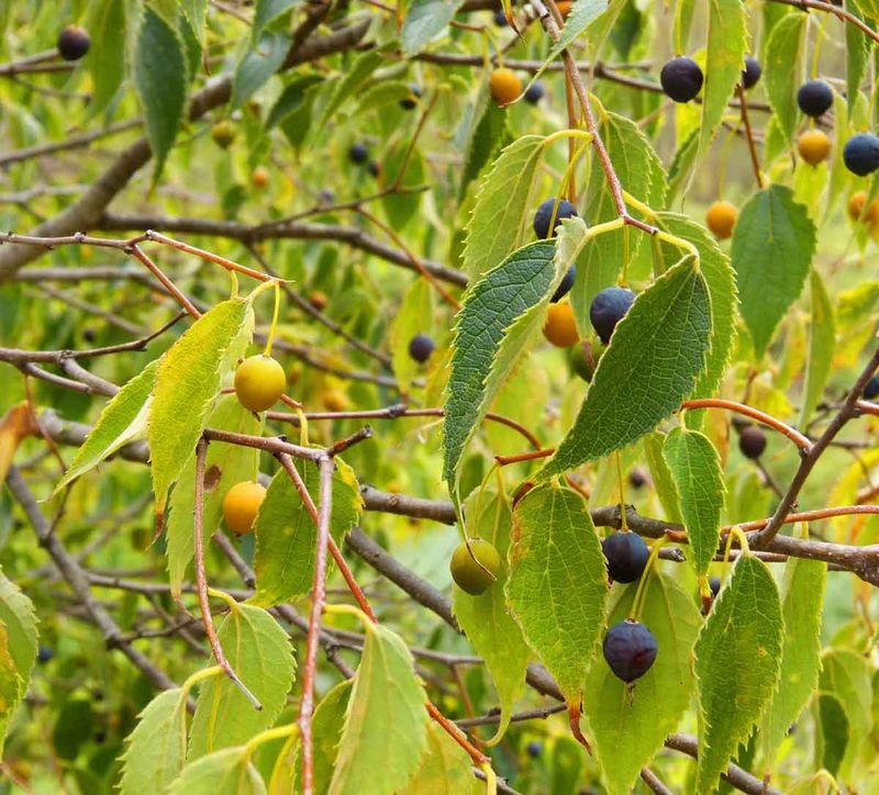 Hackberry Trees Handle Tough Conditions With Ease