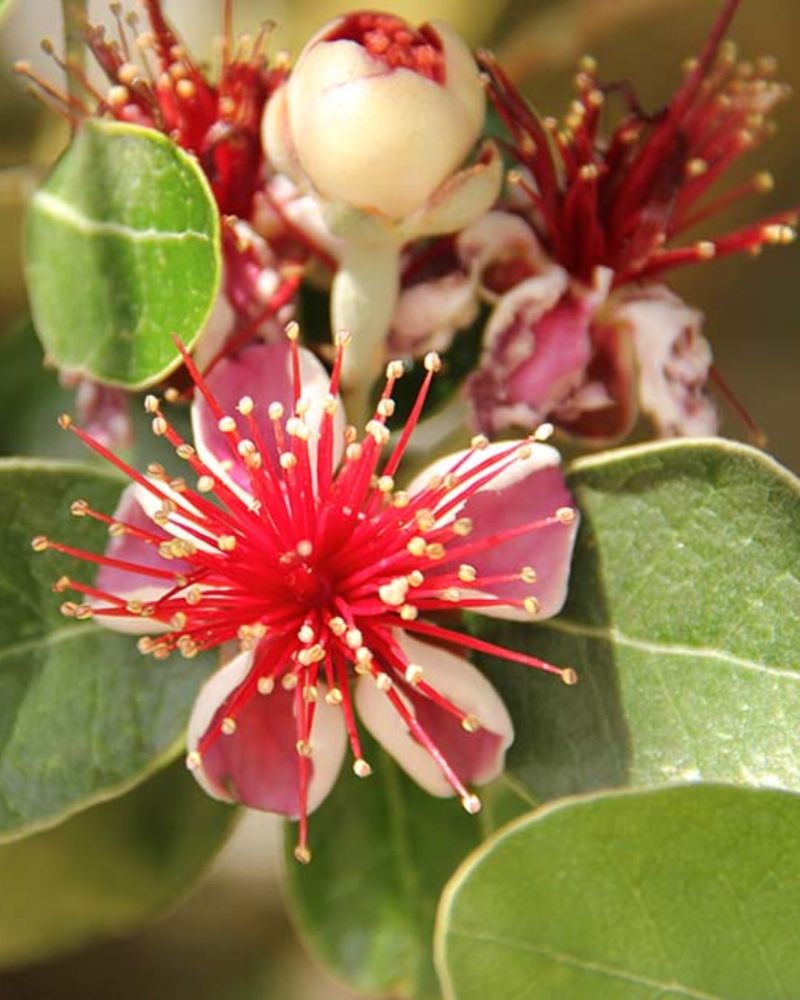 Pineapple Guava Displays Exotic Flowers And Silvery Evergreen Leaves