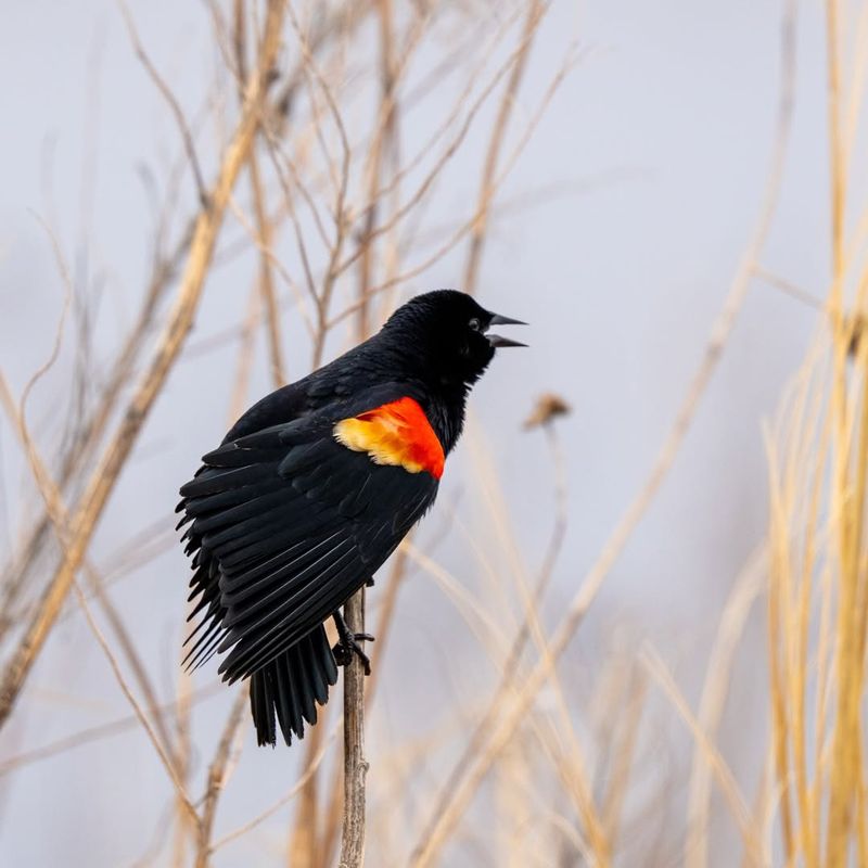Red-Winged Blackbird