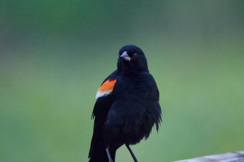 Red-Winged Blackbird Marsh Musician