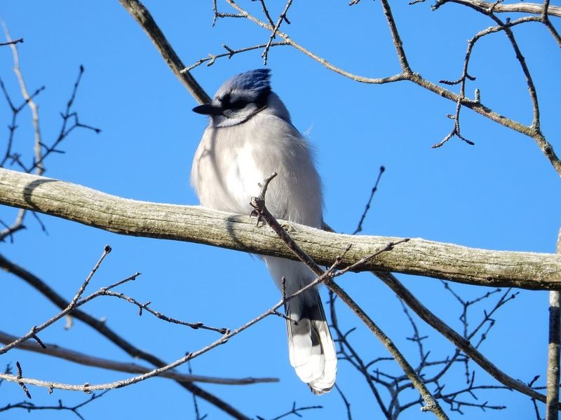Blue Jay (Cyanocitta Cristata)