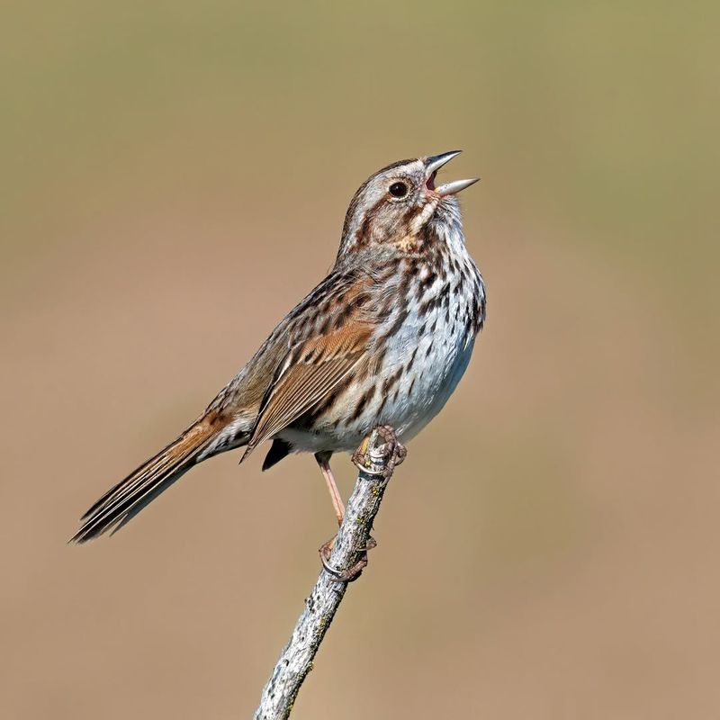 Song Sparrow