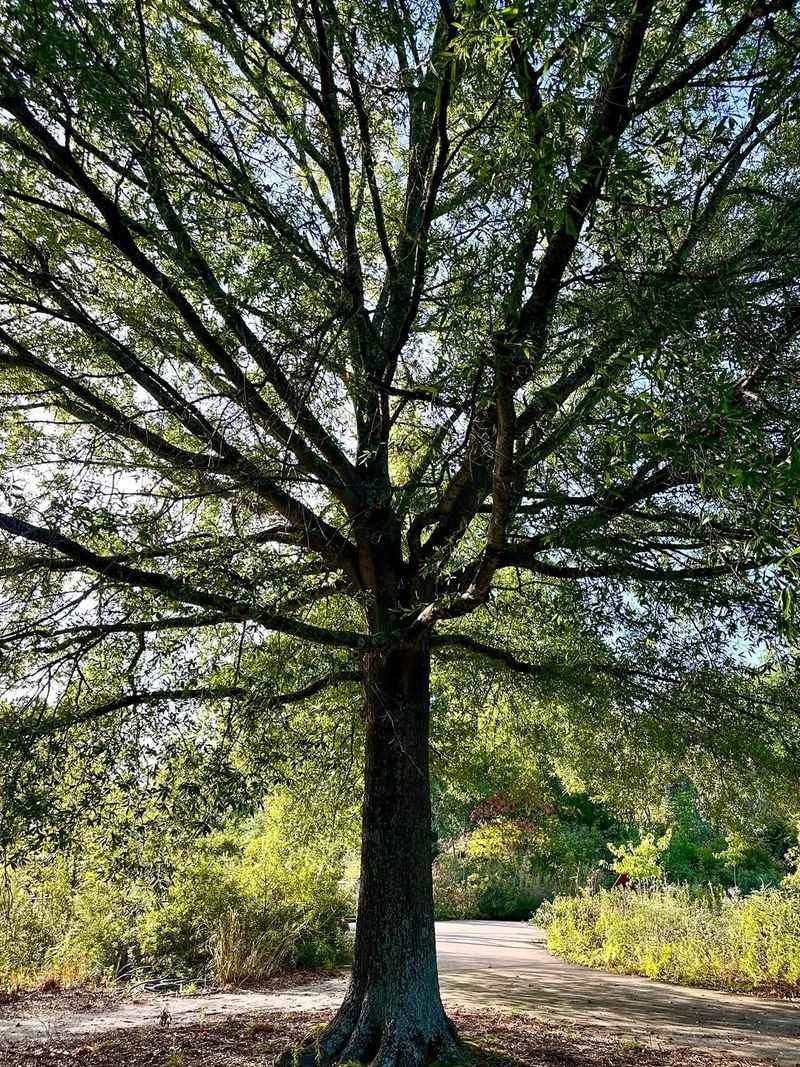 Willow Oak Handles Urban Heat And Clay Soil