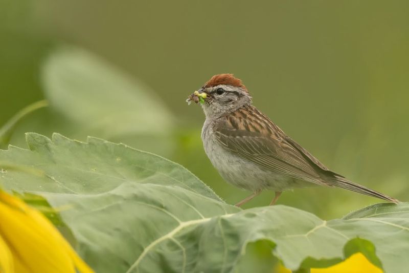 Chipping Sparrow The Cheerful Chirper