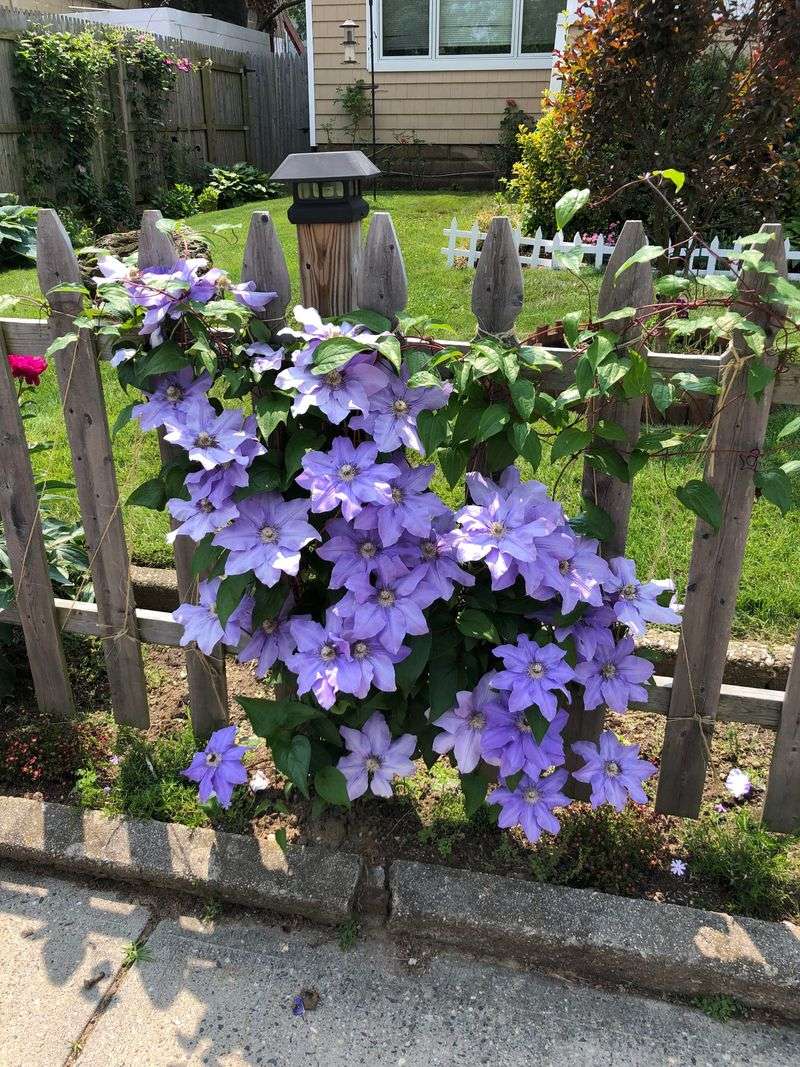 Clematis Adds Colorful Flowers To Vertical Spaces