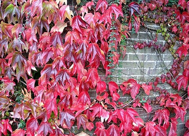 Virginia Creeper Supports Pollinators And Wildlife