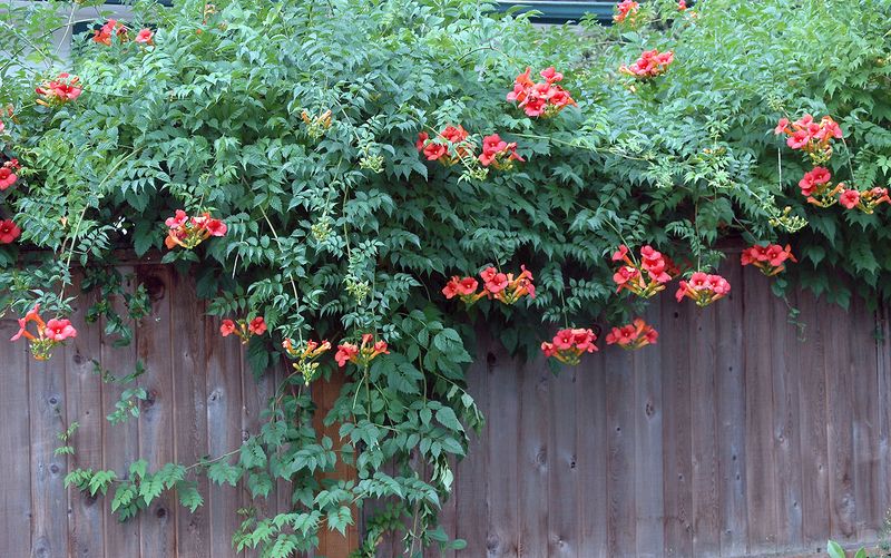 Trumpet Creeper (Campsis Radicans)