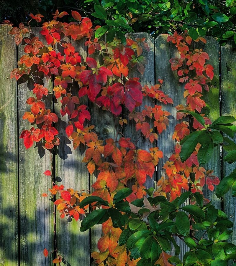 Virginia Creeper (Parthenocissus quinquefolia)