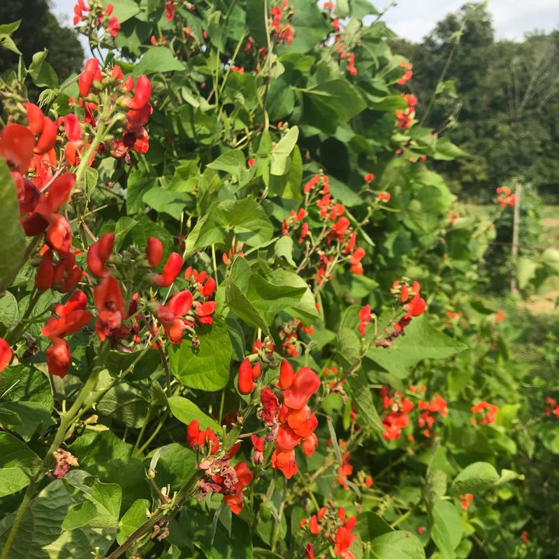 Scarlet Runner Bean